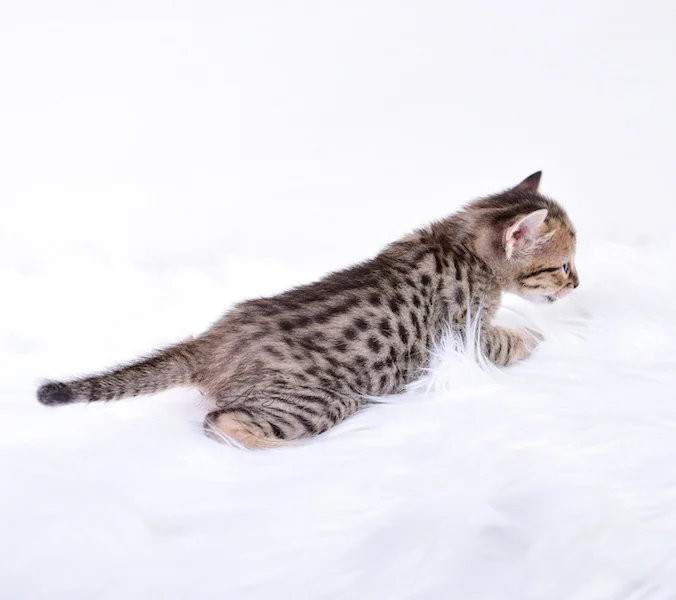 A1Savannahs Riley - Female SBT Savannah Kitten