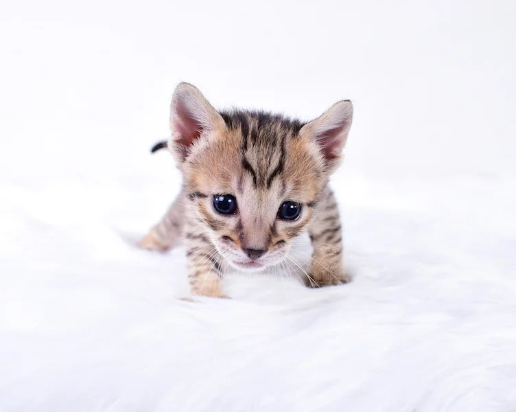 A1Savannahs Riley - Female SBT Savannah Kitten