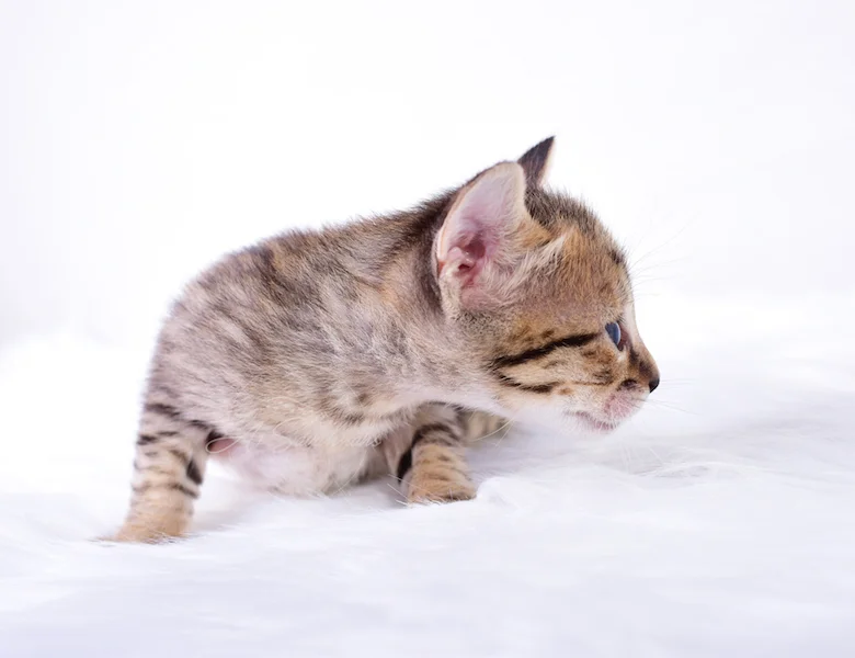 A1Savannahs Riley - Female SBT Savannah Kitten