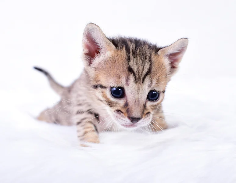 A1Savannahs Riley - Female SBT Savannah Kitten