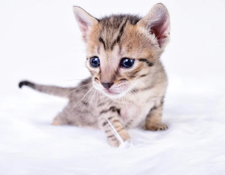 A1Savannahs Riley - Female SBT Savannah Kitten