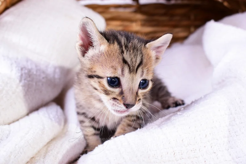 A1Savannahs Riley - Female SBT Savannah Kitten