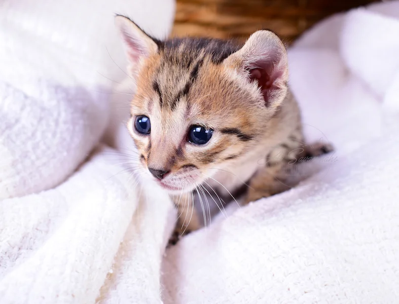 A1Savannahs Riley - Female SBT Savannah Kitten