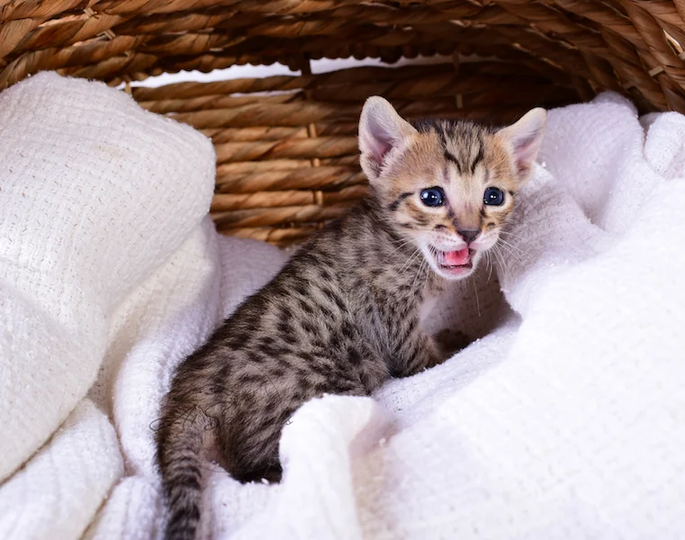 A1Savannahs Riley - Female SBT Savannah Kitten
