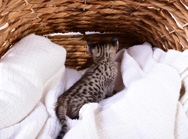 A1Savannahs Riley - Female SBT Savannah Kitten