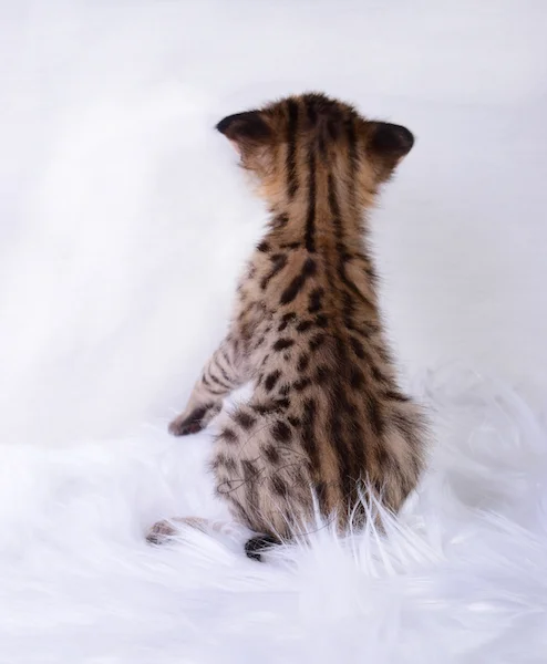 A1Savannahs Nitro - Male F2 Savannah Kitten