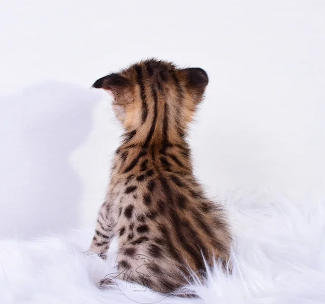 A1Savannahs Nitro - Male F2 Savannah Kitten