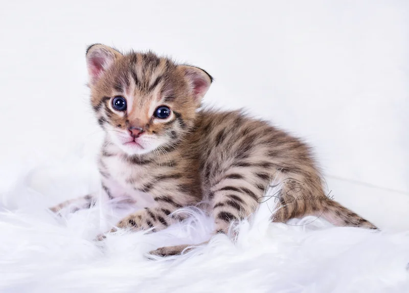 A1Savannahs Nitro - Male F2 Savannah Kitten
