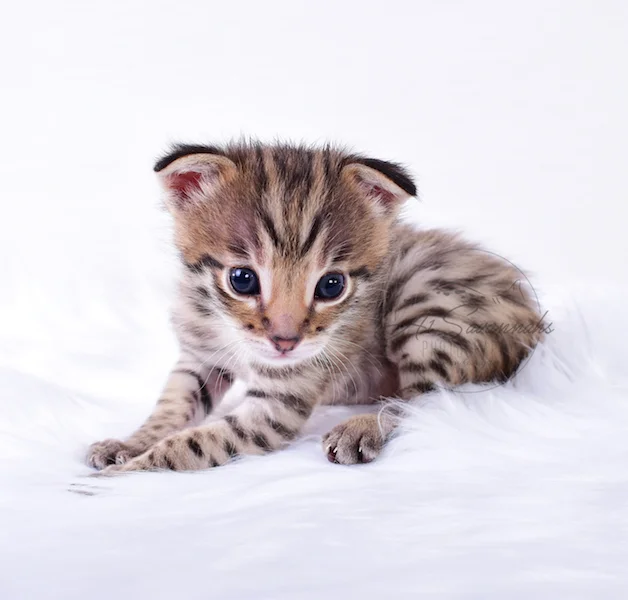 A1Savannahs Nitro - Male F2 Savannah Kitten
