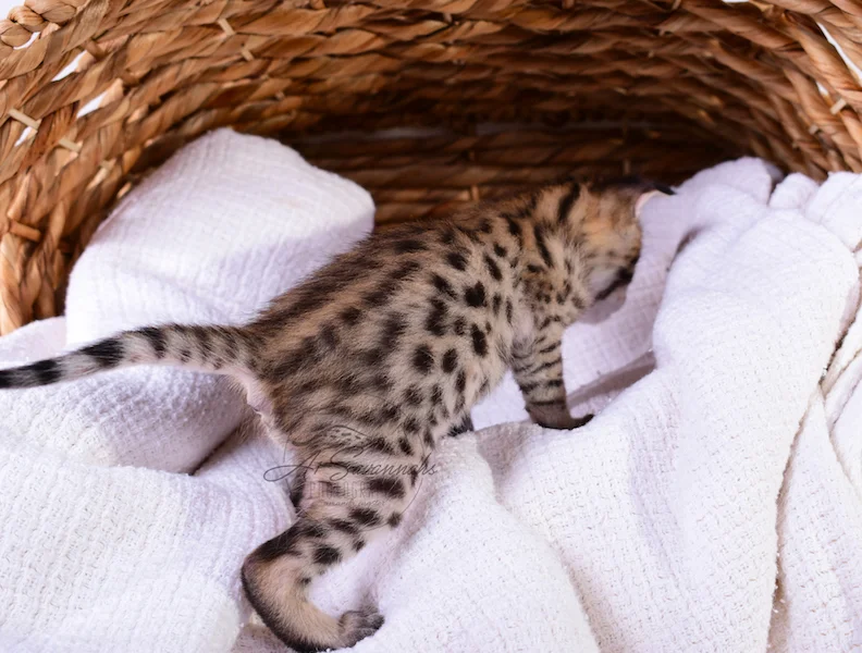 A1Savannahs Nitro - Male F2 Savannah Kitten