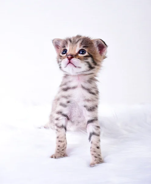 A1Savannahs Nitro - Male F2 Savannah Kitten