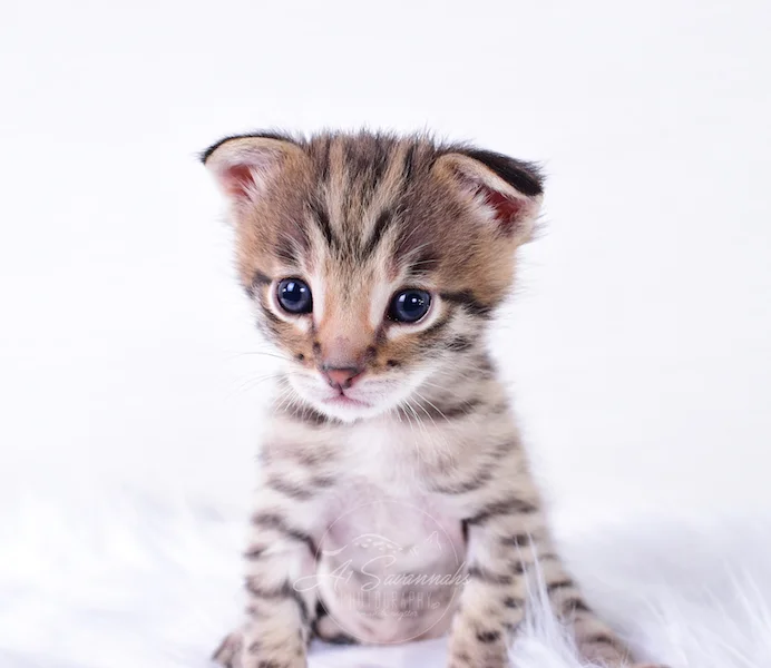 A1Savannahs Nitro - Male F2 Savannah Kitten