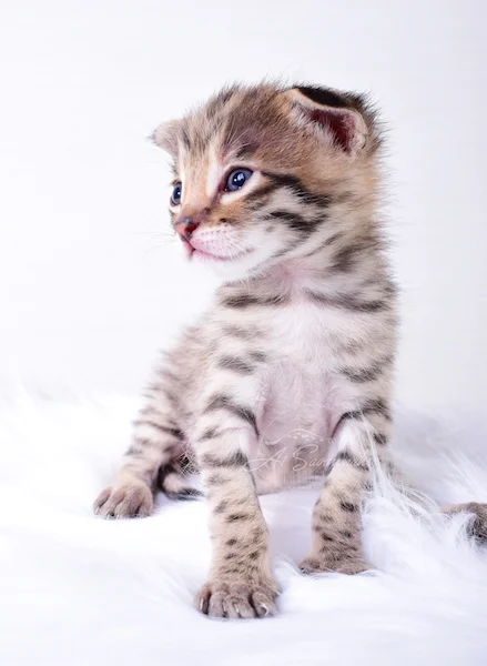 A1Savannahs Nitro - Male F2 Savannah Kitten