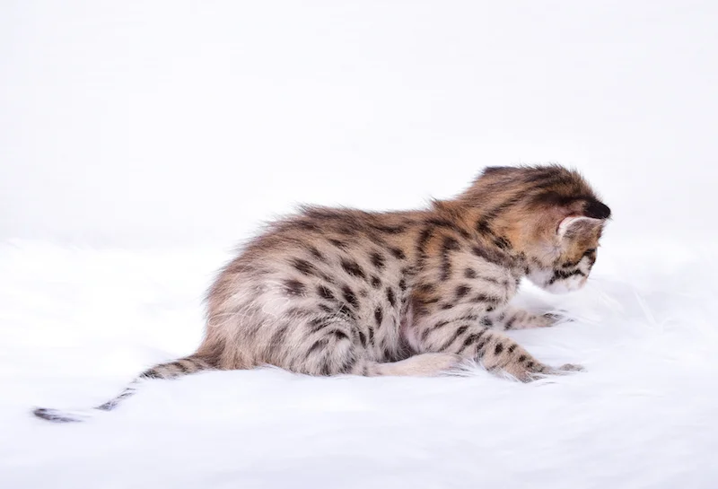 A1Savannahs Nitro - Male F2 Savannah Kitten