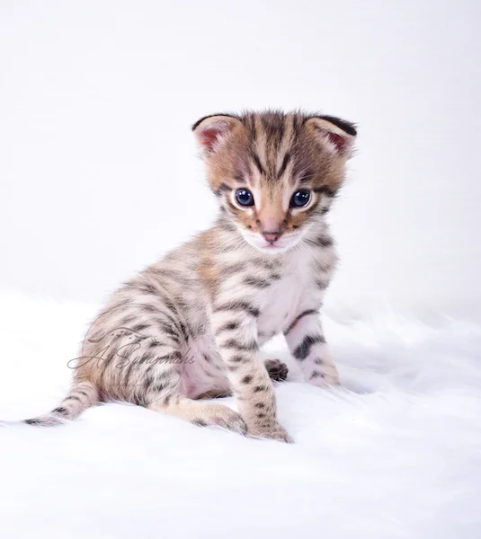 A1Savannahs Nitro - Male F2 Savannah Kitten
