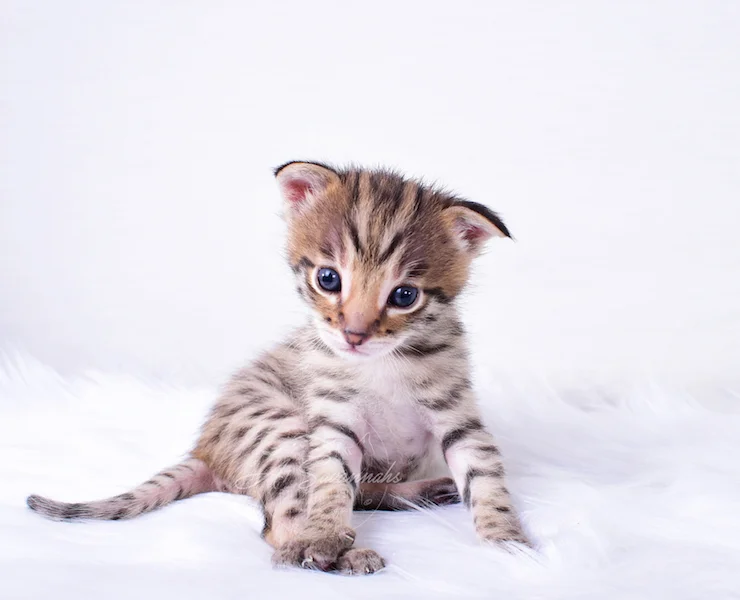 A1Savannahs Nitro - Male F2 Savannah Kitten