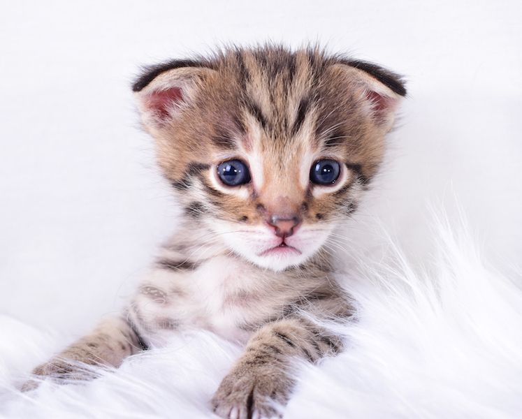 A1Savannahs Nitro - Male F2 Savannah Kitten