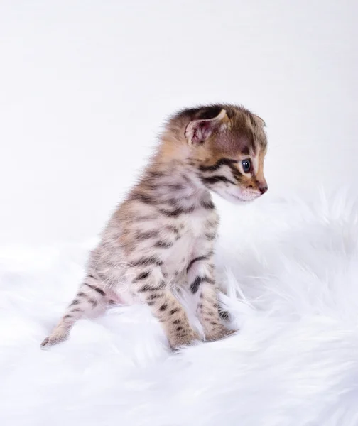 A1Savannahs Nitro - Male F2 Savannah Kitten