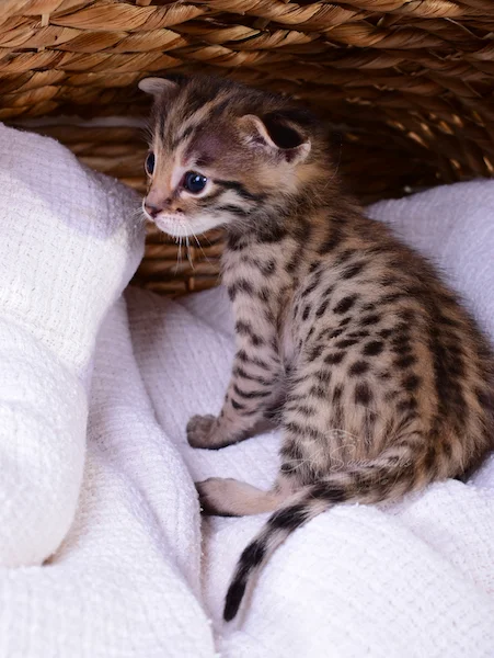 A1Savannahs Nitro - Male F2 Savannah Kitten