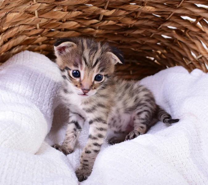A1Savannahs Nitro - Male F2 Savannah Kitten