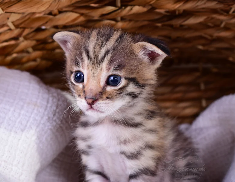 A1Savannahs Nitro - Male F2 Savannah Kitten
