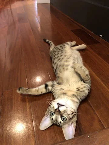 A1Savannahs F4 Alexander on his back getting a good stretch