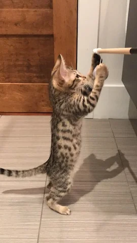 look how tall A1Savannahs F4 Alexander is