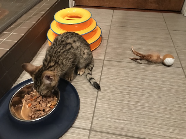 F4 Alexander getting his first meal in his furever home