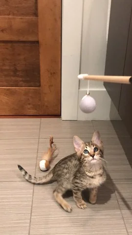 time to play ball in his new home
