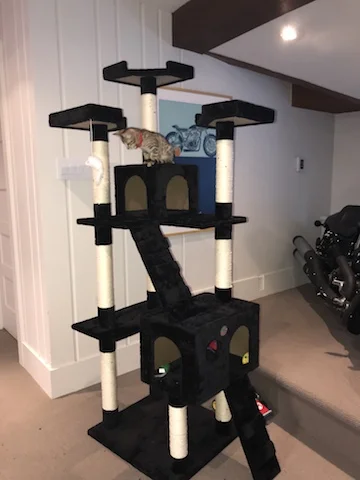 F4 Alexander on his new cat tree
