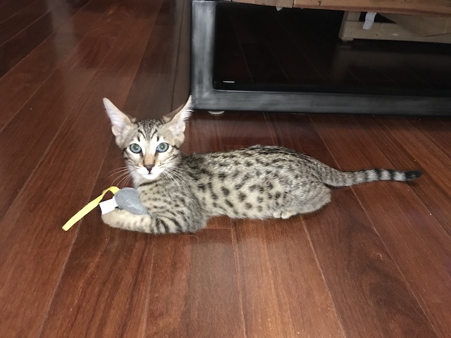 F4 Savannah kitten with large ears 