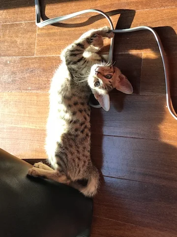F4 Savannah kitten having some fun with household items