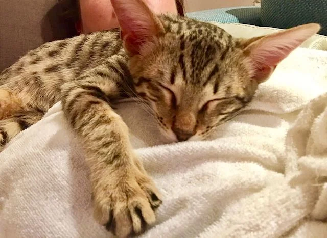 A1Savannahs F4 Alexander getting his nap time