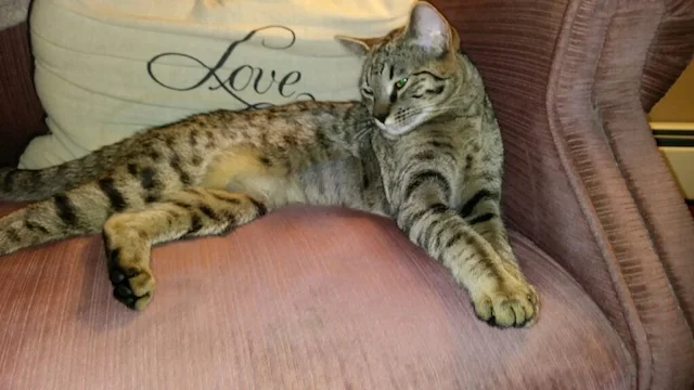 Sbt savannah cat laying in front of a pillow with love written on it
