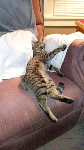 SBT Ramey just taking a nap showing off his long body