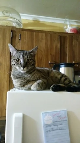 A1Savannahs Ramey is resting on top of the fridge