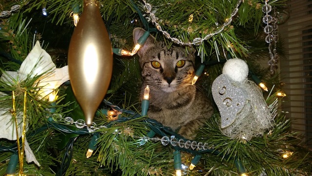 Christmas is in the air and Ramey the SBT savannah cat is in the Christmas Tree