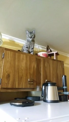 how high can Ramey the SBT savannah cat from A1Savannahs climb