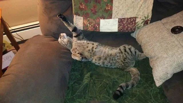 Play time for Ramey from A1Savannahs in Ponca City, Oklahoma