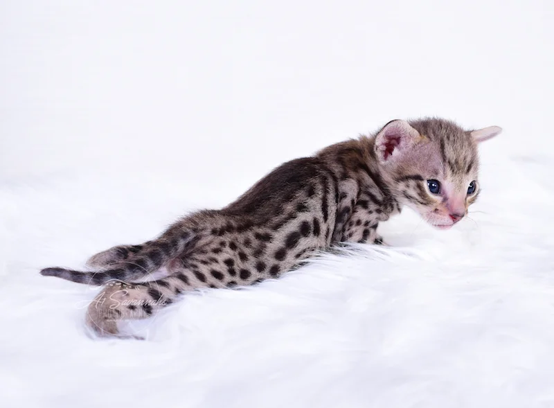 F3 Savannah Kitten Ivan is an A1Savannahs F3 Savannah Kitten
