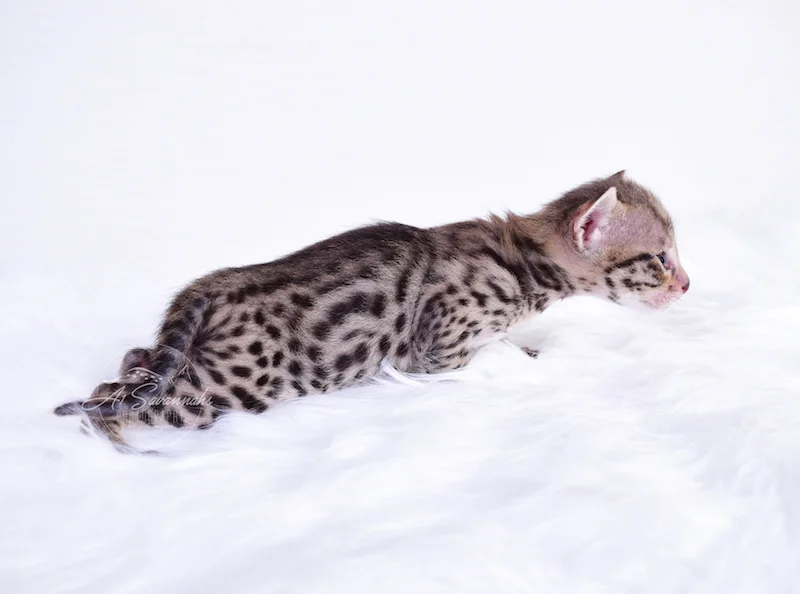 Showing off his big spots is A1Savannahs Ivan Male F3 Savannah Kitten
