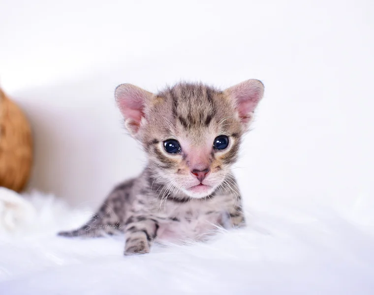 A1Savannahs Ivan is an F3 Male Savannah kitten relaxing here in Oklahoma
