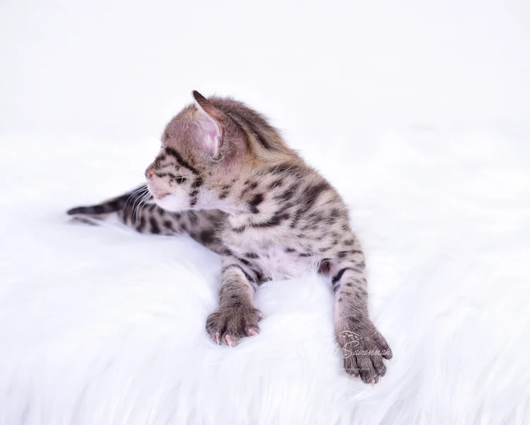 Showing off his Exotic facial markings is Ivan, an A1Savannahs F3 Savannah Male Kitten