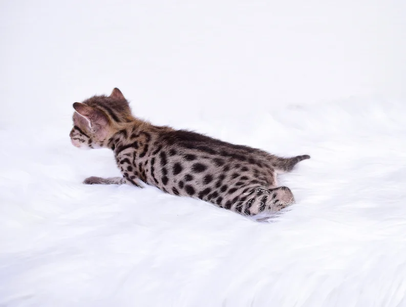 Big spots and long body is Ivan, F3 male Savannah kitten from A1Savannahs, in Ponca City, OK