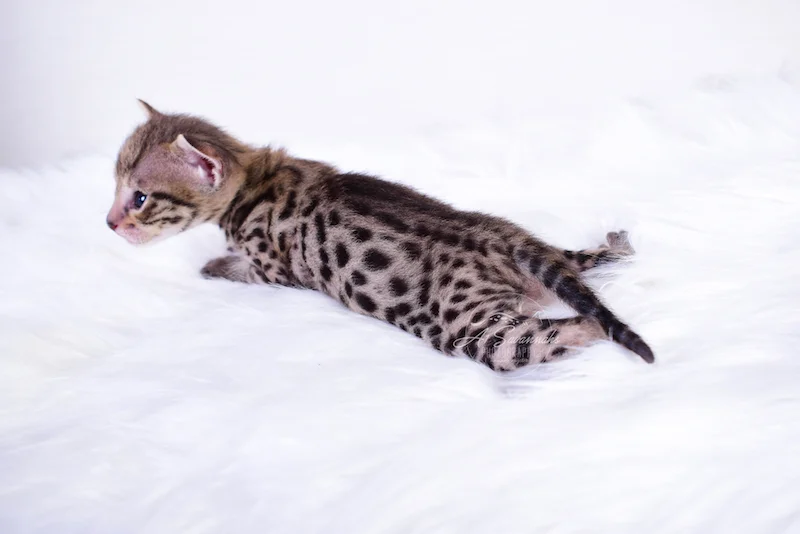 A1Savannahs Ivan is an F3 Male Savannah Kitten