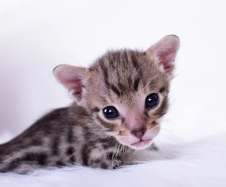 Ivan is an F3 Male Savannah Kitten from A1Savannahs 