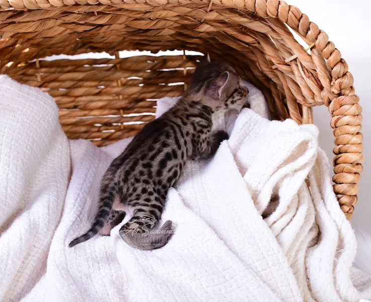A1Savannahs Male F3 Savannah Kitten Ivan is relaxing in his basket