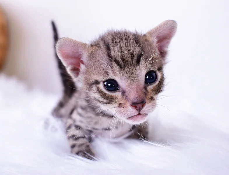 Ivan is an A1Savannahs F3 Savannah Male Kitten seeing what everyone is up to.