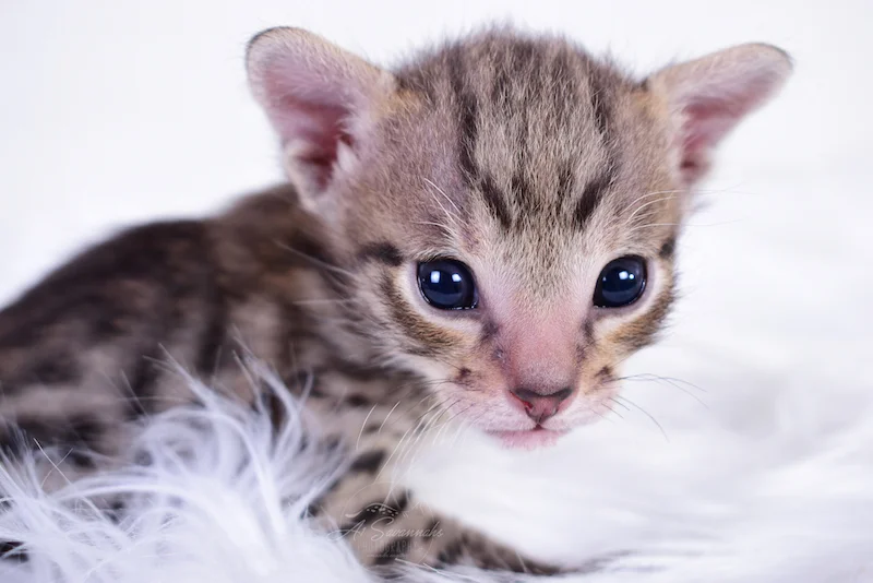 Ivan is an adorable F3 Savannah Male Kitten from A1Savannahs in Ponca City, OK