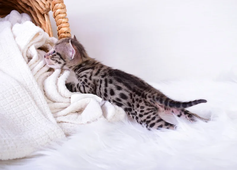 A1Savannahs Ivan is an F3 Savannah Male kitten stretching out his long body
